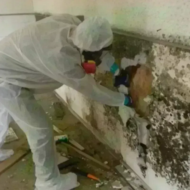 Mold Remediation and Removal in Cibola County, NM